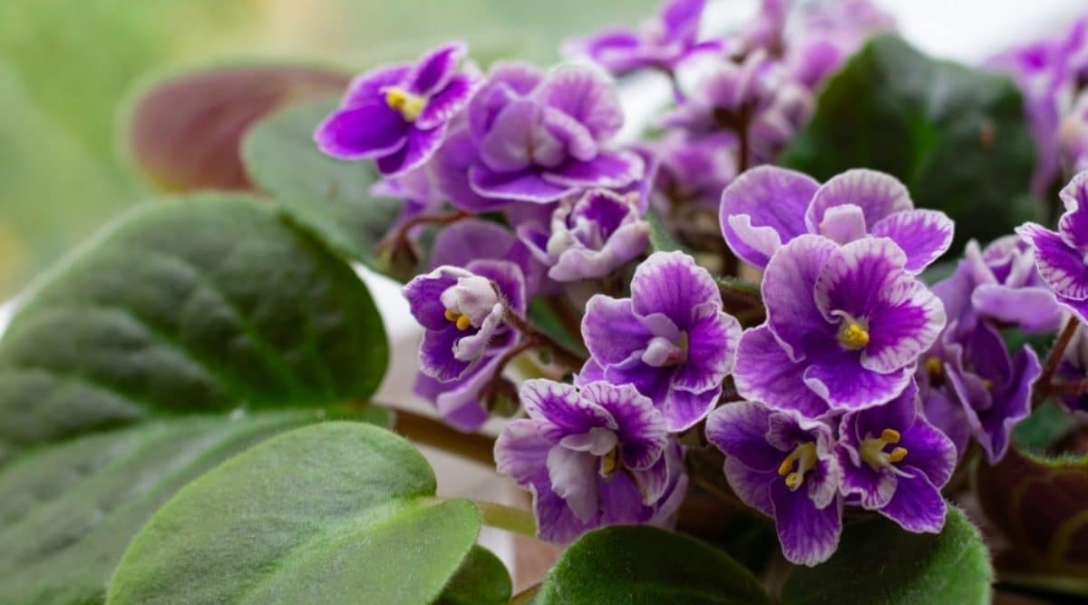  purple african violet - indoor