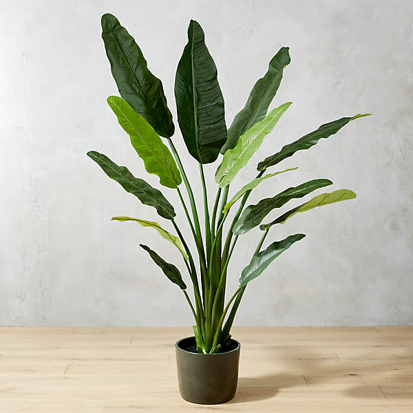 green snake plant - outdoor