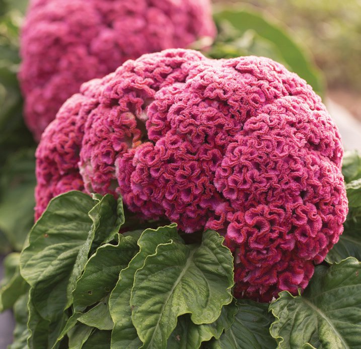 pink celosia plant - outdoor