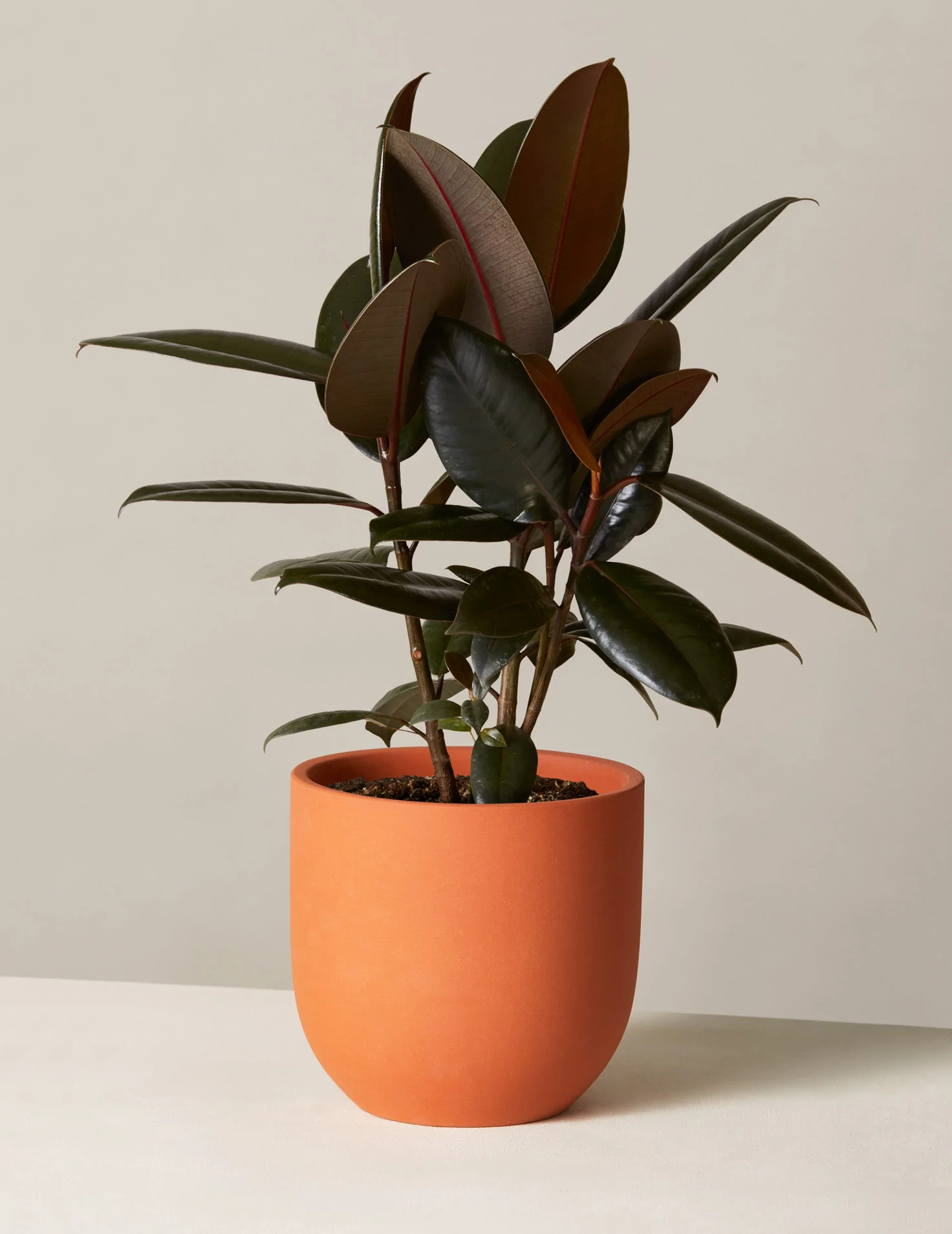 green snake plant - outdoor