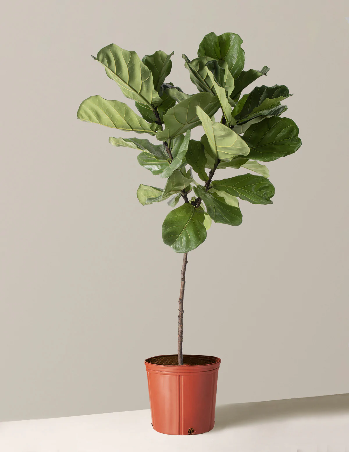 green fiddle leaf fig - indoor