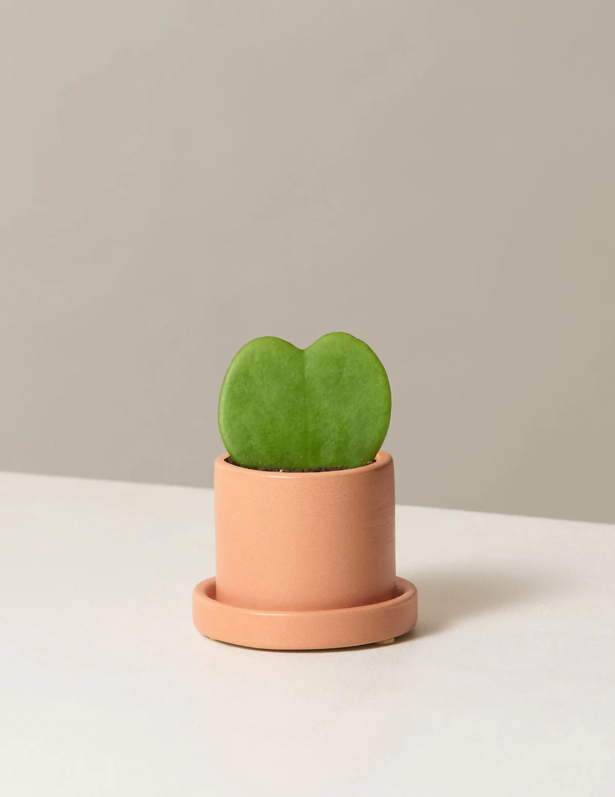 green hoya heart indoor