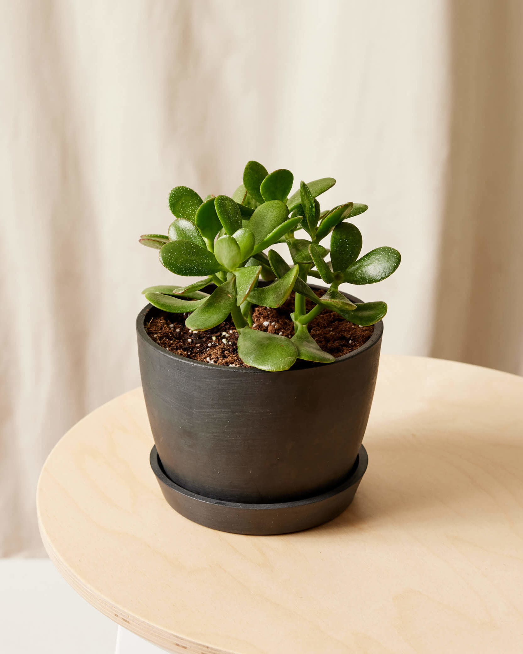 green snake plant - outdoor