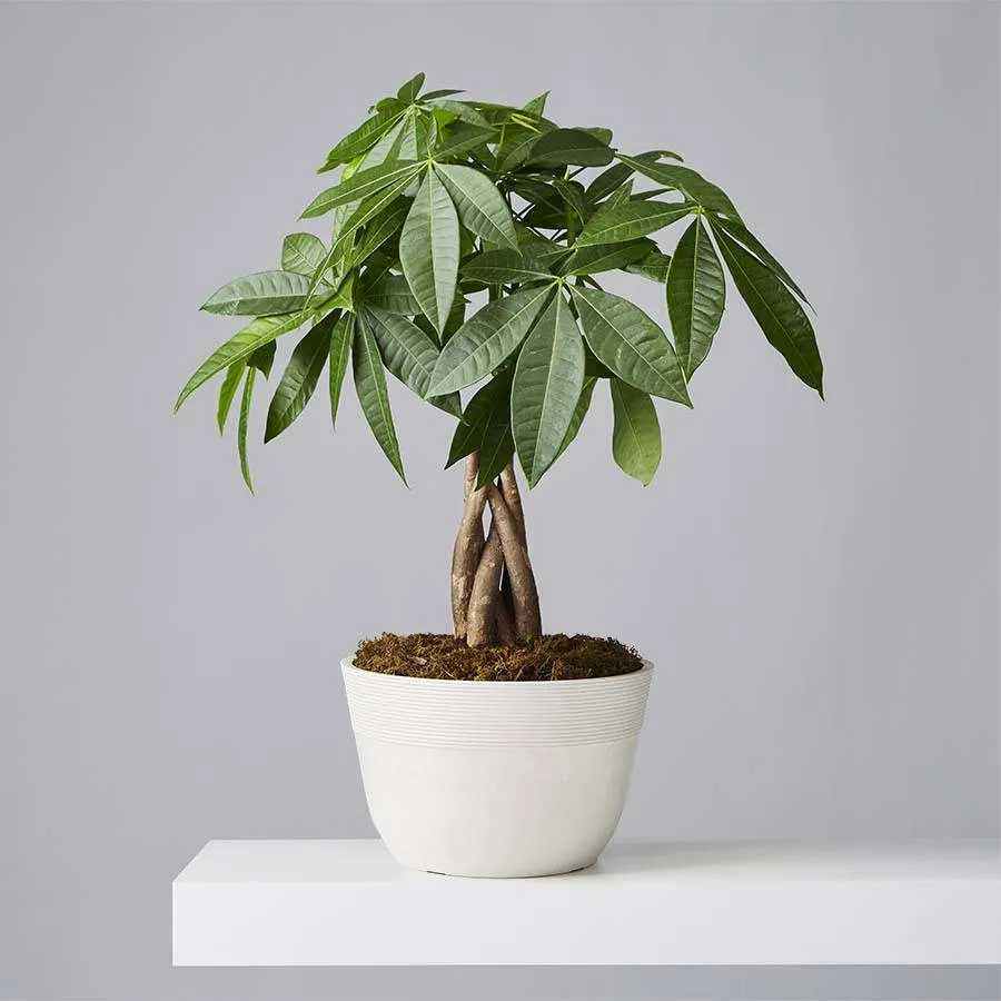green money tree plant - outdoor