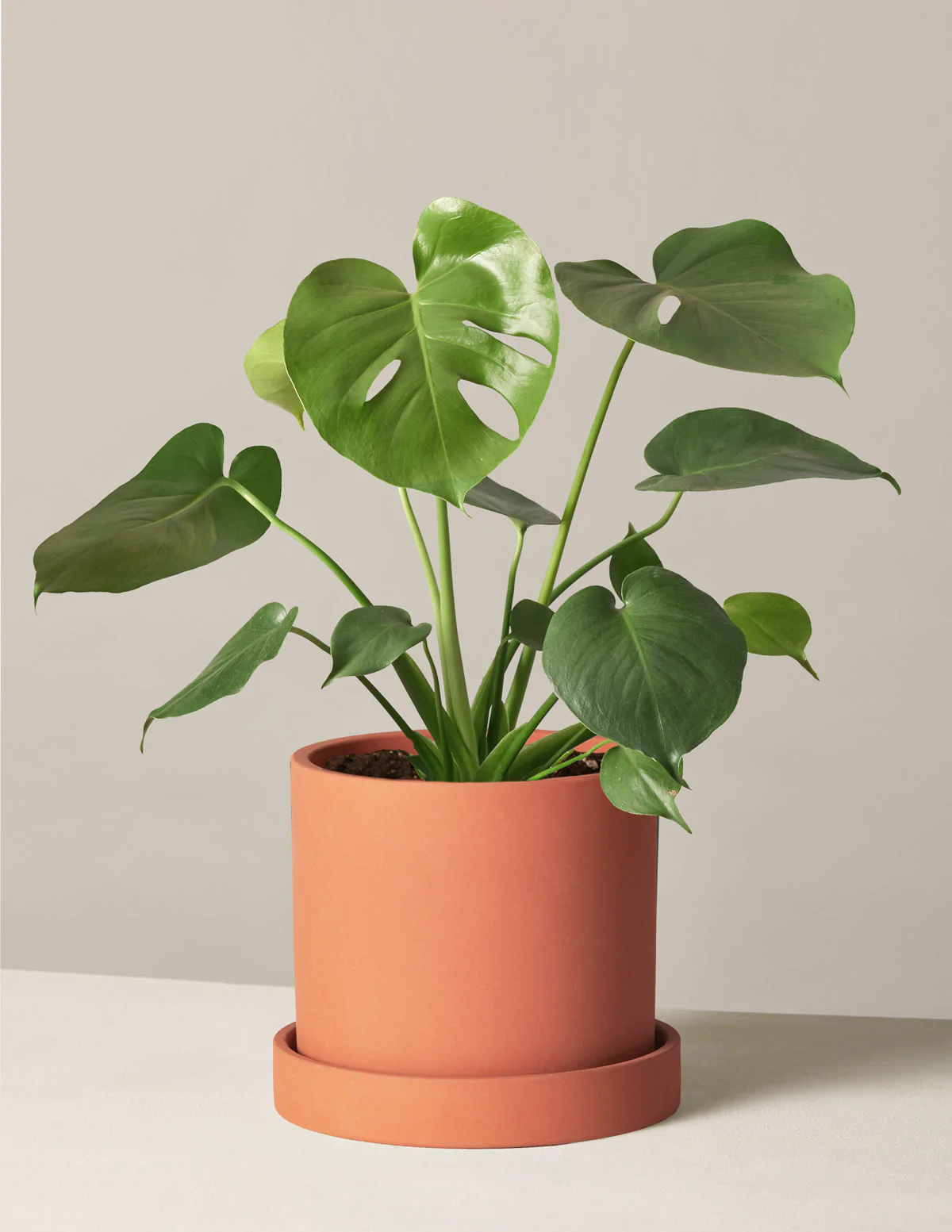green monstera plant - indoor