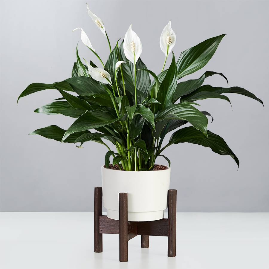  green and white peace lily - indoor