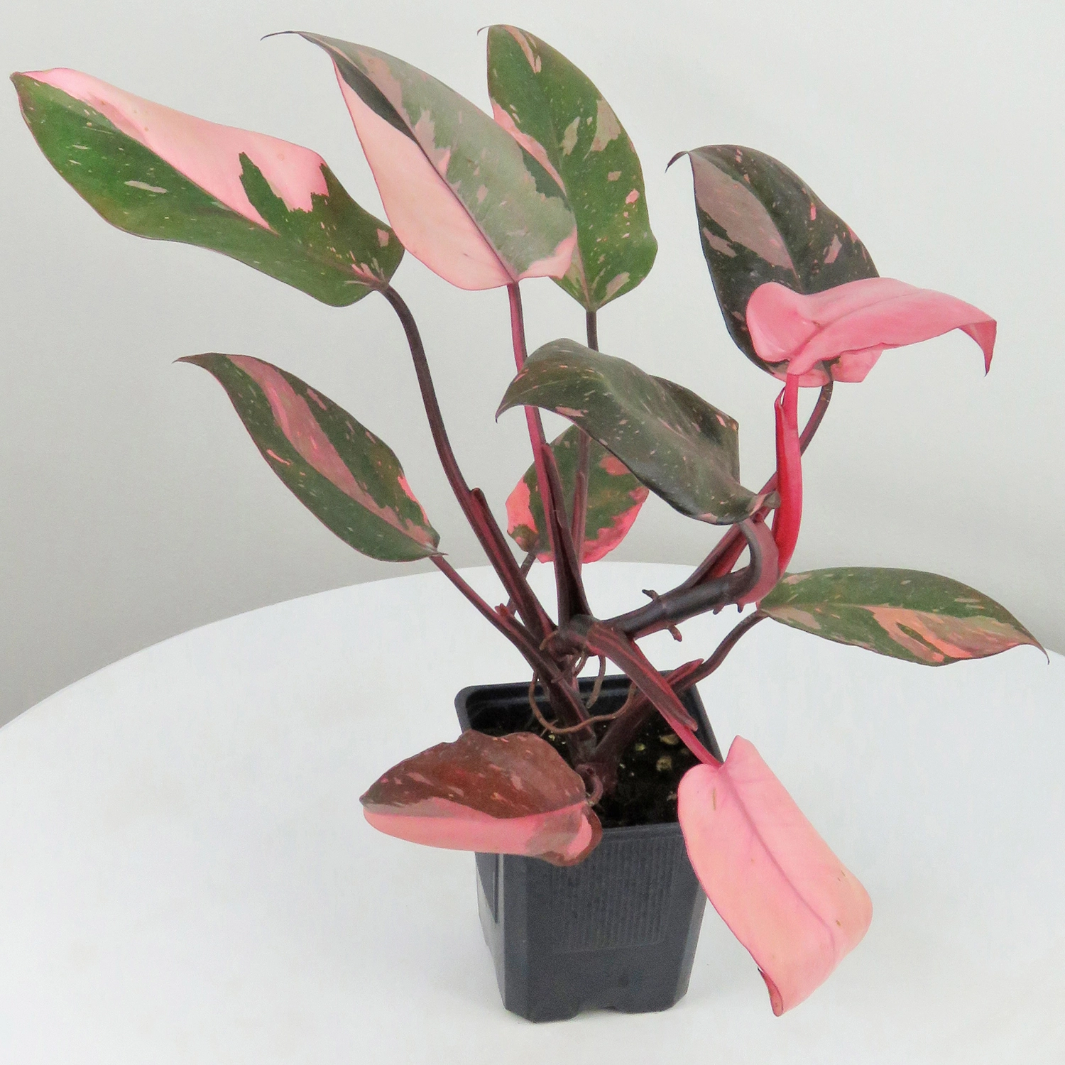 pink pink princess - indoor