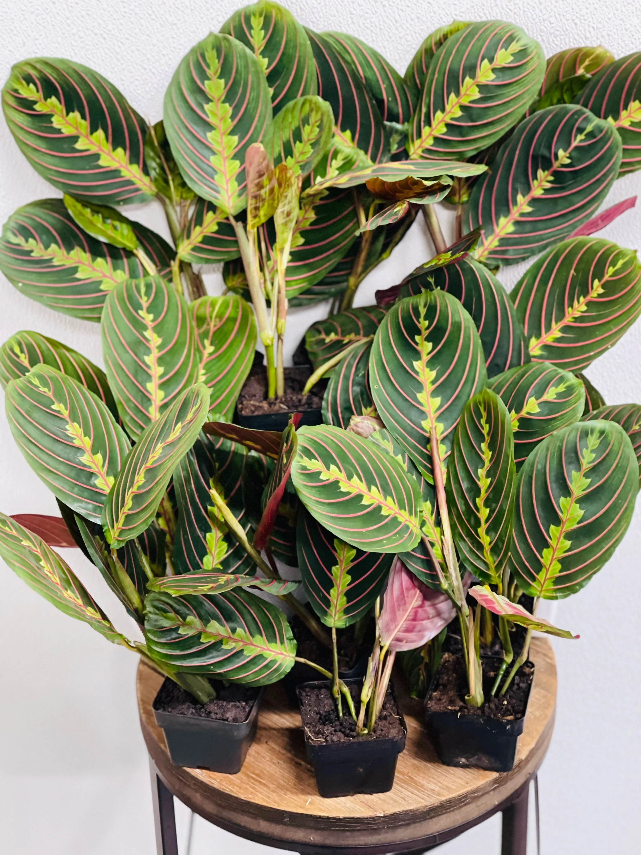 green and red prayer plant - indoor