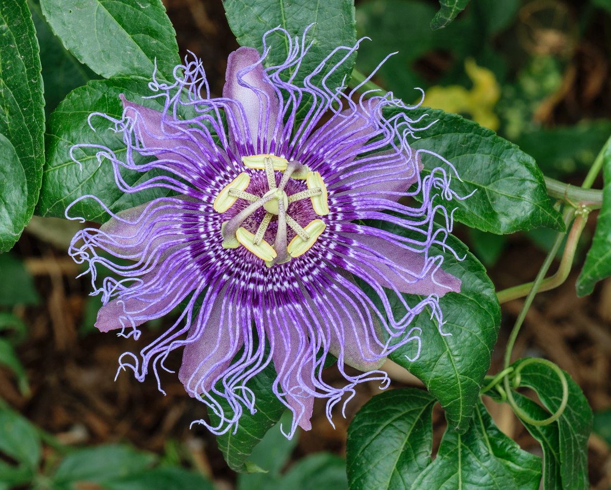 purple plant