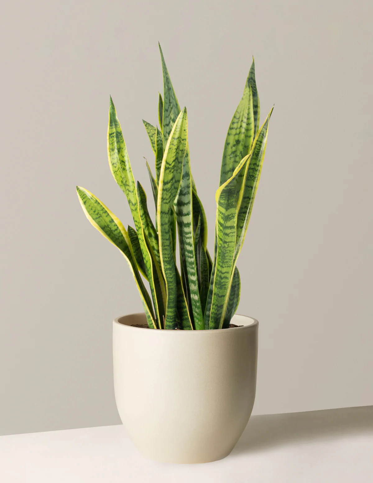 green snake plant - outdoor