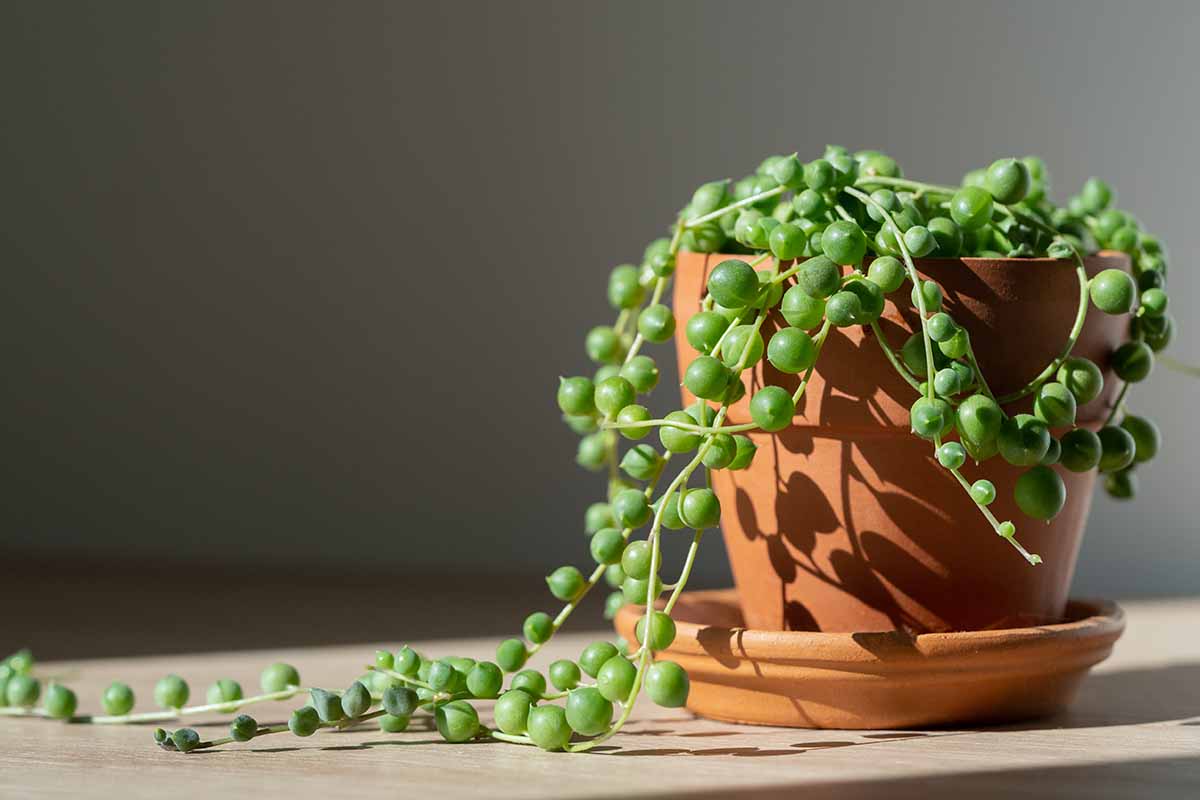 green string of pearls plant - outdoor