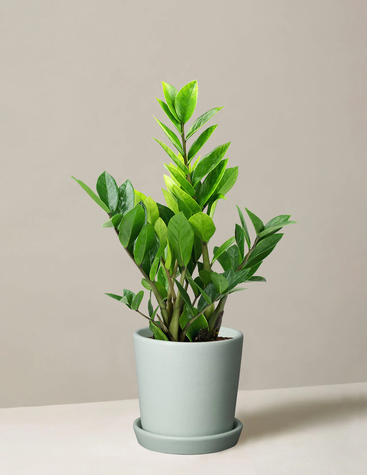 green zz plant - indoor